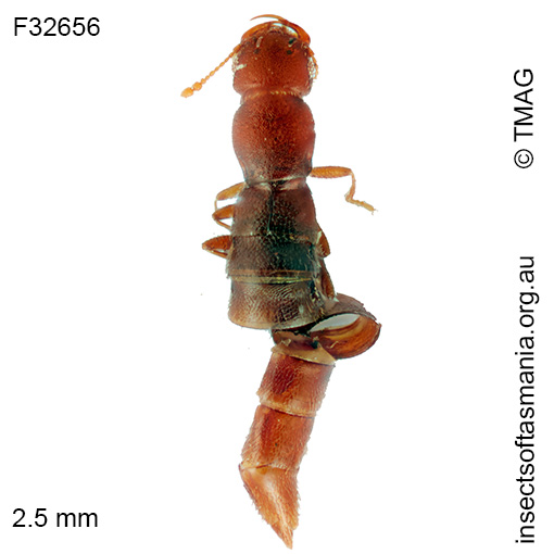 Austroesthetus-tasmanicus