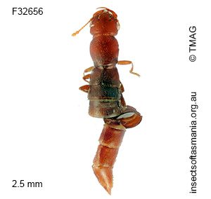 Austroesthetus tasmanicus