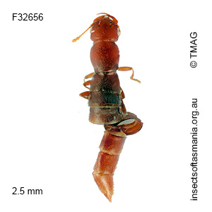 Austroesthetus tasmanicus