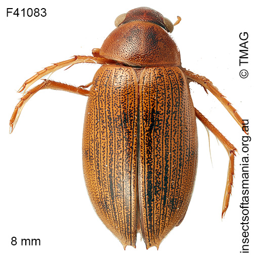 Berosus-cf-macumbensis