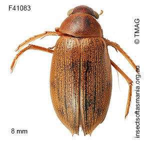 Berosus cf macumbensis