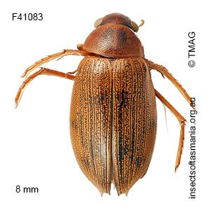 Berosus cf macumbensis