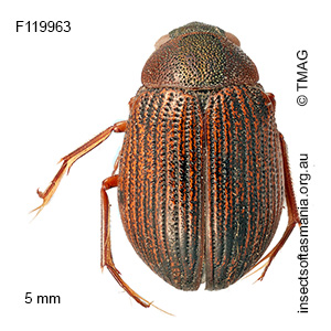 Berosus involutus