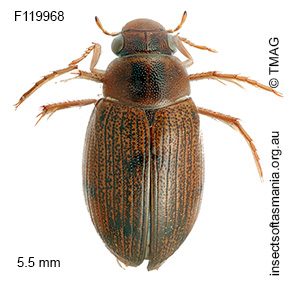 Berosus veronicae