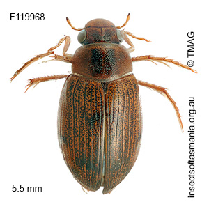 Berosus veronicae