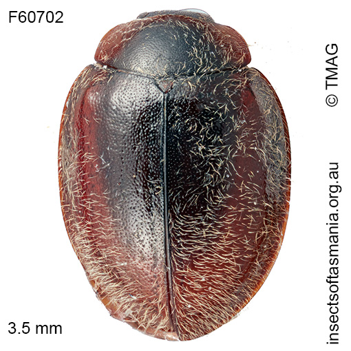Bucolus-stragulatus