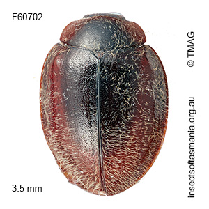 Bucolus stragulatus
