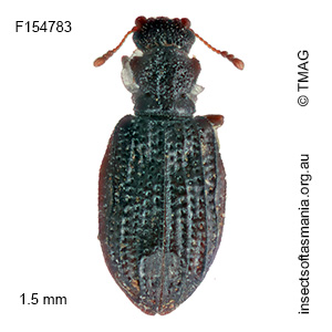 Cartodere australica