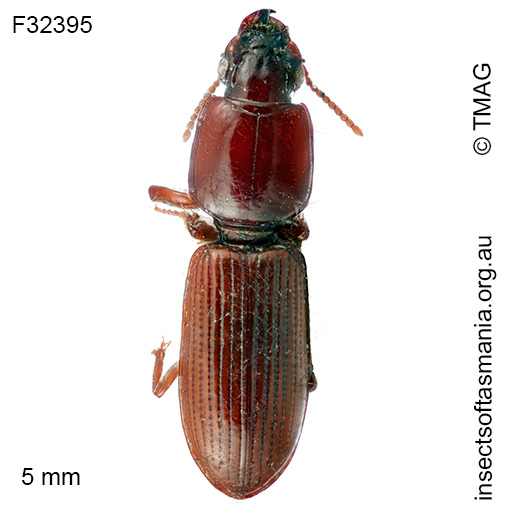 Clivina-deplanata
