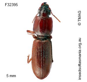 Clivina deplanata
