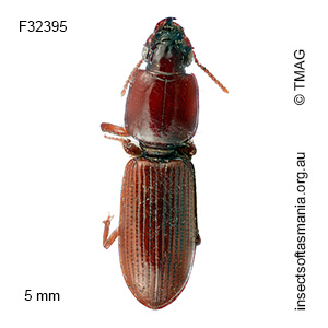 Clivina deplanata