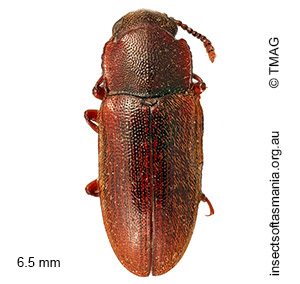 Cnecosa melancholica