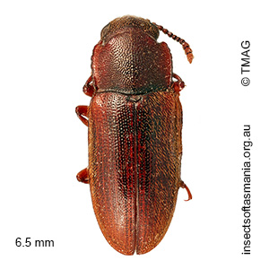 Cnecosa melancholica