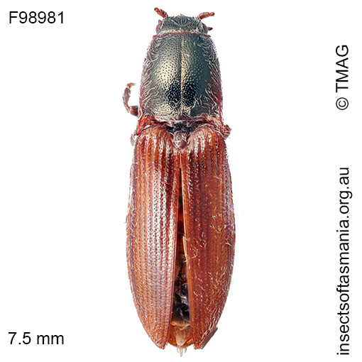 Crepidomenus-taeniatus