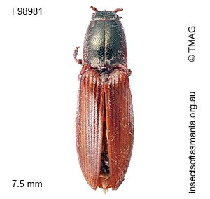 Crepidomenus taeniatus