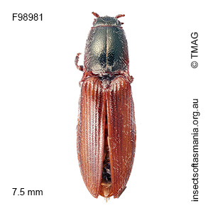 Crepidomenus taeniatus