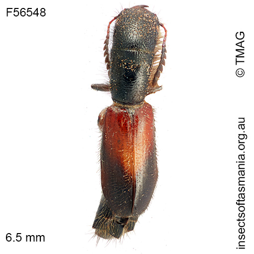 Cylidrus-basalis