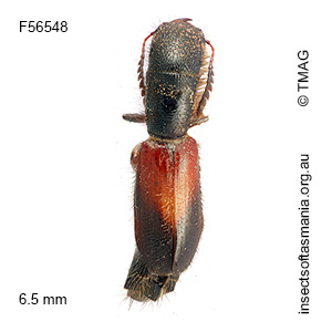 Cylidrus basalis
