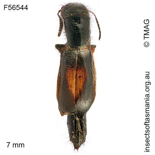 Cylidrus-centralis