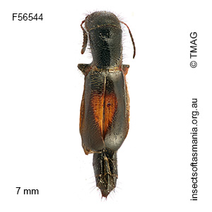 Cylidrus centralis