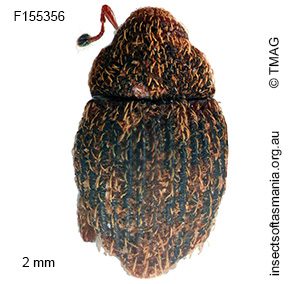 Decilaus nigriclavus