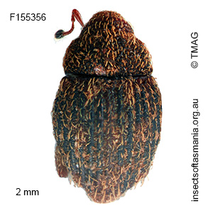 Decilaus nigriclavus