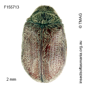 Deltocryptus ursus