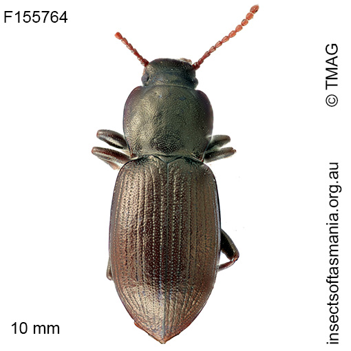 Diemenoma-cf-nodulosa