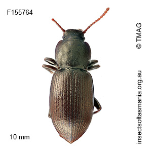Diemenoma nodulosa