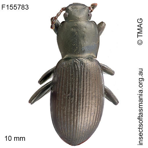 Diemenoma-cf-simsoni
