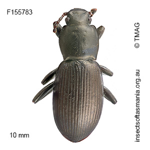 Diemenoma simsoni