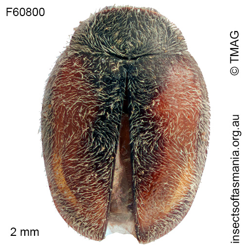 Diomus-corticalis