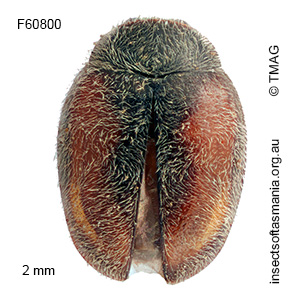 Diomus corticalis