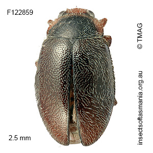 Notolioon-nodipennis