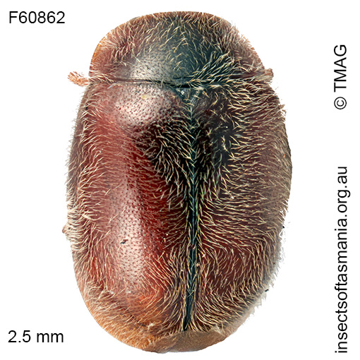 Diomus-flavolaterus