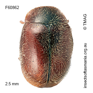 Diomus inaffectatus