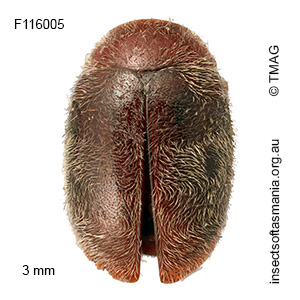 Diomus obumbratus