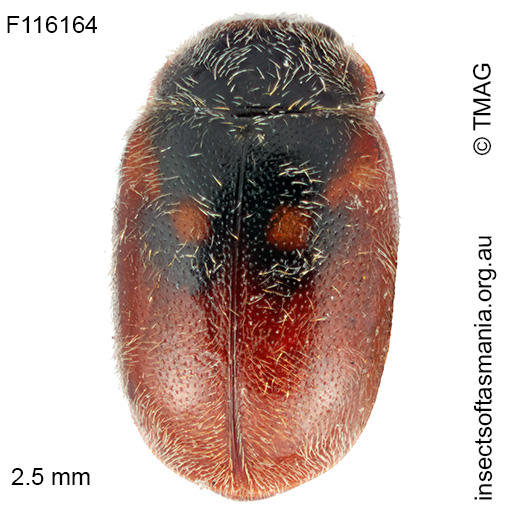 Diomus-scapularis