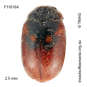 Diomus scapularis