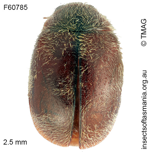 Diomus-subelongatulus