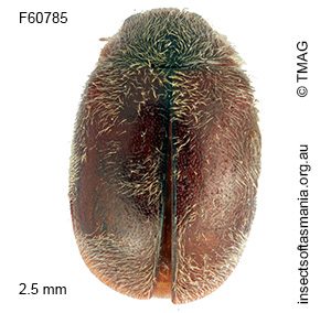 Diomus subelongatulus