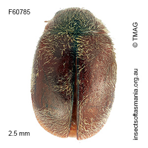 Diomus subelongatulus