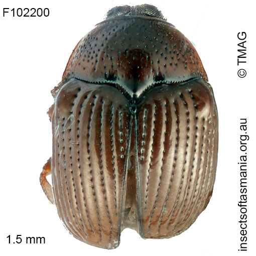 Ditropidella-REID-sp-12_300