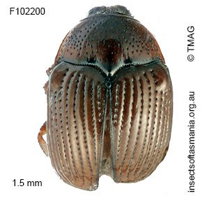 Ditropidella REID sp 12