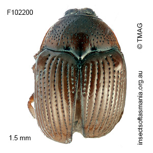 Ditropidella REID sp 12