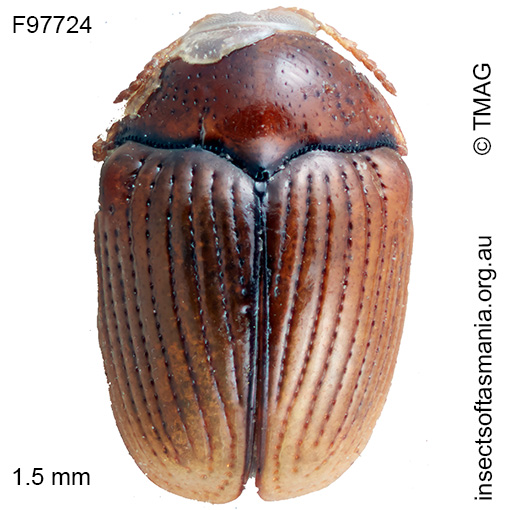 Ditropidella-jacobyi