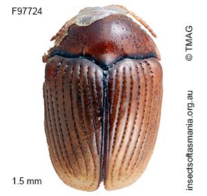 Ditropidella jacobyi