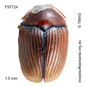 Ditropidella jacobyi