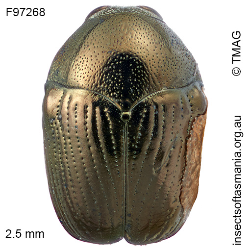 Ditropidus-glossatus
