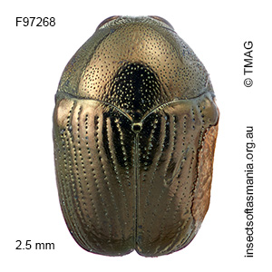 Ditropidus glossatus